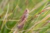 Pseudochorthippus parallelus parallelus